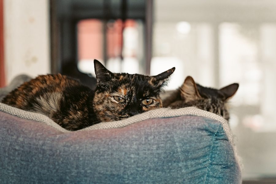 Two cats resting in a cozy home where essential oils are used carefully