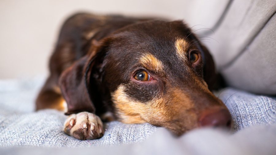 Dog resting on a sofa in a home where essential oils are diffused carefully
